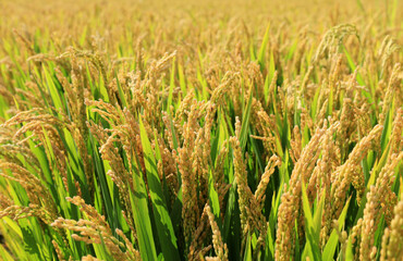 Mature rice in rice field, The rice fields are under the blue sky.