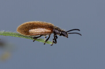 La lagrie hérissé, un petit coléoptère aux élytres couverts de poils dense (Lagria hirta)