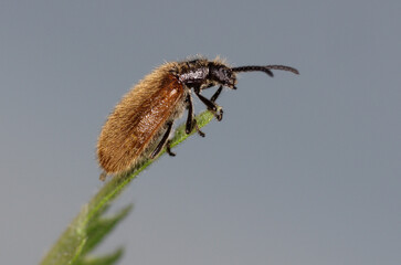 La lagrie hérissé, un petit coléoptère aux élytres couverts de poils dense (Lagria hirta)