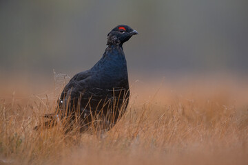 Black grouse in the misty bog in autumn colorful scenery