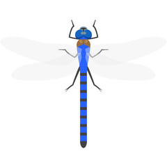 Dragonfly vector insect animal illustration isolated on white