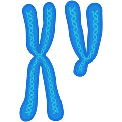 Chromosome vector biology x and y dna cell icon