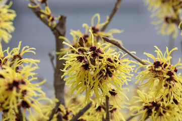 Hamamelis intermedia yellow winter spring flowering plant, group of amazing witch hazel Arnold...