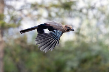  Eurasian jay