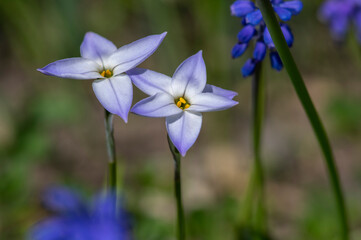 Ipheion uniflorum spring starflower flowers in bloom, small light blue white bulbous springtime flowering plant