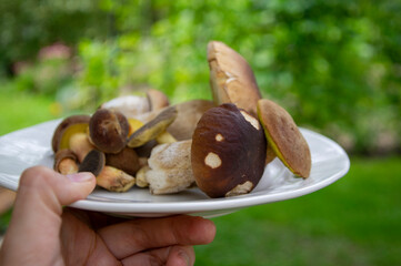 Boletus edulis and Imleia badia mushrooms forest harvest spread on white plate on green background in daylight