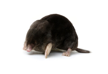 Mole on a white background.