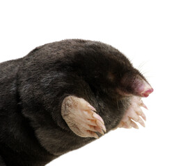  European mole on a white