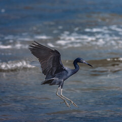 Great blue heron