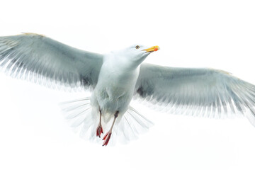 seagull in flight with spread wings