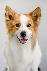 border collie photo on a light background portrait
