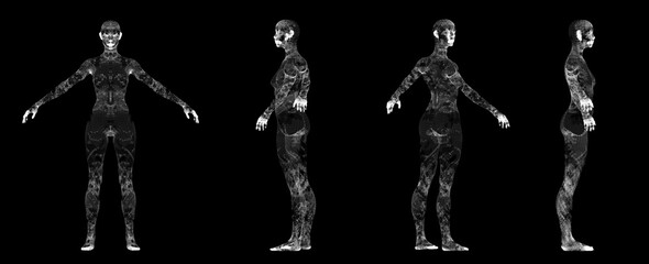 3D render illustration of a female body