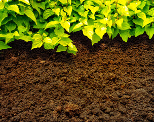 Fototapeta green betel leaf plant with black soil or loose soil vintage background obraz