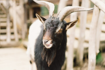 Welsh mountain goats wild in ewe in zoo. Bearded with will long hair and horns roaming. Animals on farming, agriculture. Welsh black-necked goat in a zoo