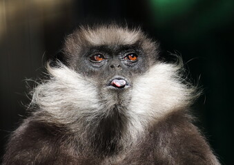 舌を出すカオムラサキラングール