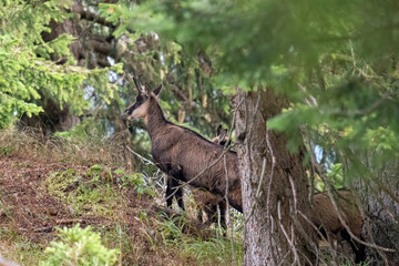 chamois female with his fawn at a autumn day on the mountains