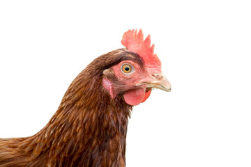 chicken isolated on transparent background