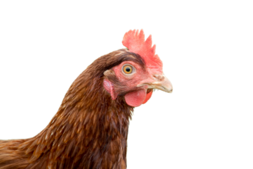 chicken isolated on transparent background