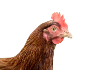 Rolgordijnen chicken isolated on transparent background © Liz Mitchell
