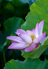 Fototapeta premium pink lotus flower