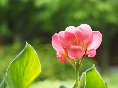 カンナ の画像 11 163 件の Stock 写真 ベクターおよびビデオ Adobe Stock