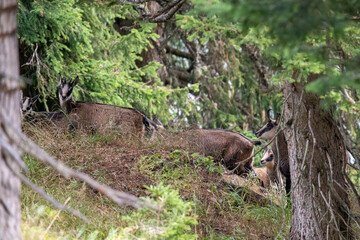 chamois female with his fawn at a autumn day on the mountains