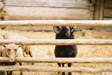 Beautiful Dwarf sheeps on the farm. Animals on farming, agriculture.