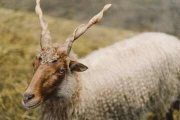 Beautiful Capra falconeri on the farm. Animals on farming, agriculture. Screw-horned goat