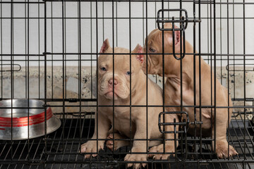 puppy dogs locked in a cage, put up for sale, looking at the camera