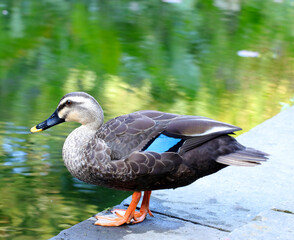 Spot-billed duck, close up photograh taken near the water.