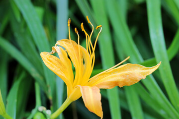 Obraz premium Gorgeous wild orange colored Daylily (Nokanzo) flowerhead close up macro photography.