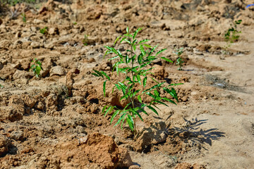 Tree Plantation - Forest groove