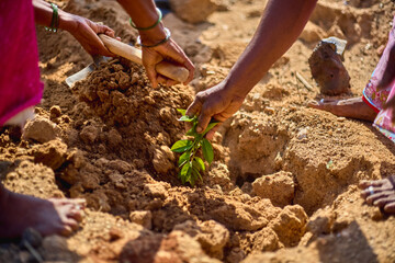 Tree Plantation - Forest groove