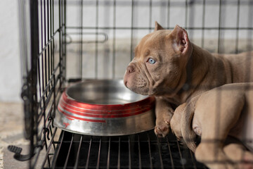 A puppy dog locked in a cage looks out while resting lying down