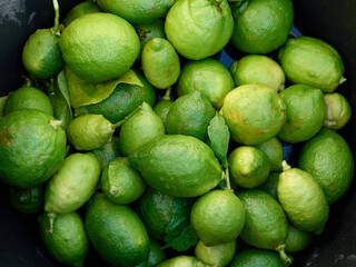 A lot of green or unripe lemons