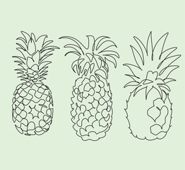 pineapple vector line art. Tropical Fruits line drawing illustration