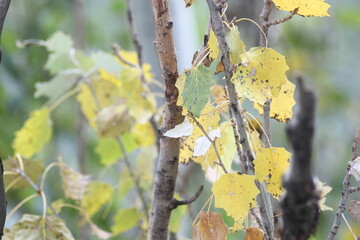 autumn leaves in the forest