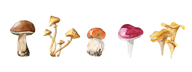 Mushroom set. Edible forest mushroom. Watercolor illustration isolated on white background.