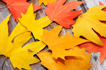 dry autumn maple multicolored red orange yellow leaves on a wooden background