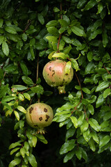 Close up of pomegranate branch with ripe fruits, agricultural harvest concept