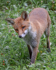 Cute wild fox photographed in Switzerland, Europe