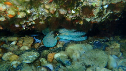 Naklejka na ściany i meble Common octopus (Octopus vulgaris) undersea, Aegean Sea, Greece, Halkidiki