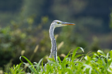 茂みから様子を窺うアオサギ