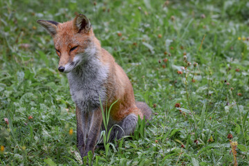 Wild fox photographed in Switzerland