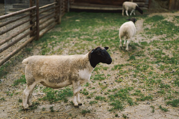 Obraz premium Beautiful female Dorper sheep on the farm. Animals on farming, agriculture.