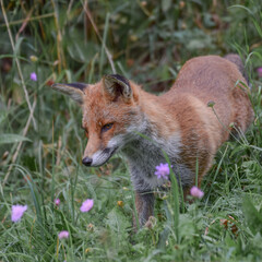 Wild fox photographed in Switzerland