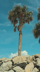 palm tree on the beach