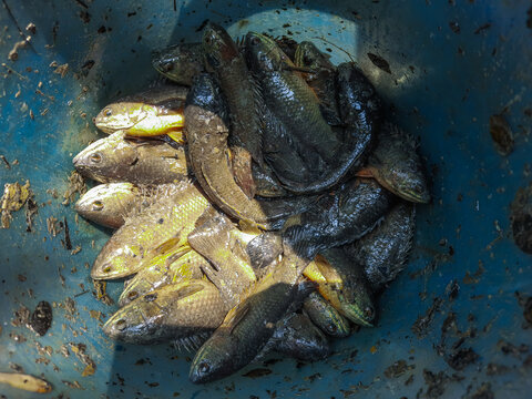 A freshwater fish scientific name Anabas Testudineus. Anabas fish in basket. Anabas fish harvest fresh ready for cooking. 