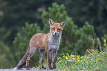 Naklejka na ściany i meble Cute wild fox photographed in Switzerland, Europe