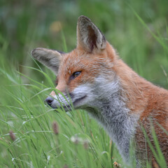 Cute wild fox photographed in Switzerland, Europe